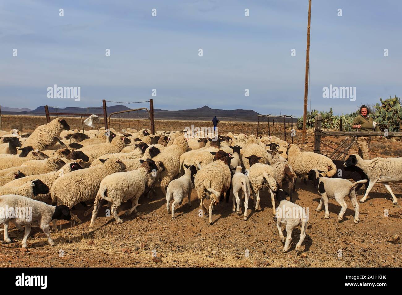 Sheep Farm, Karoo Stock Photo Alamy
