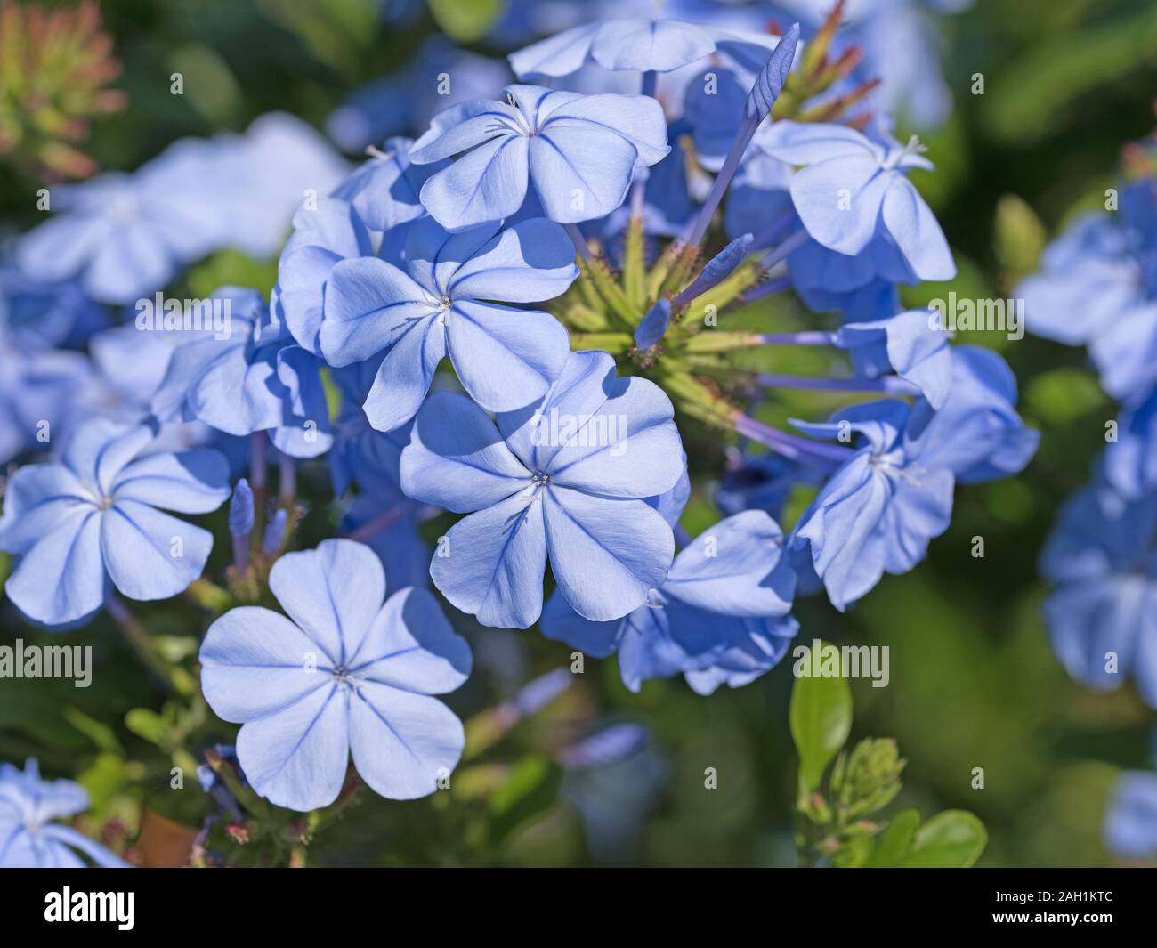 Flowering plumbago, plumbago auriculata, in summer Stock Photo