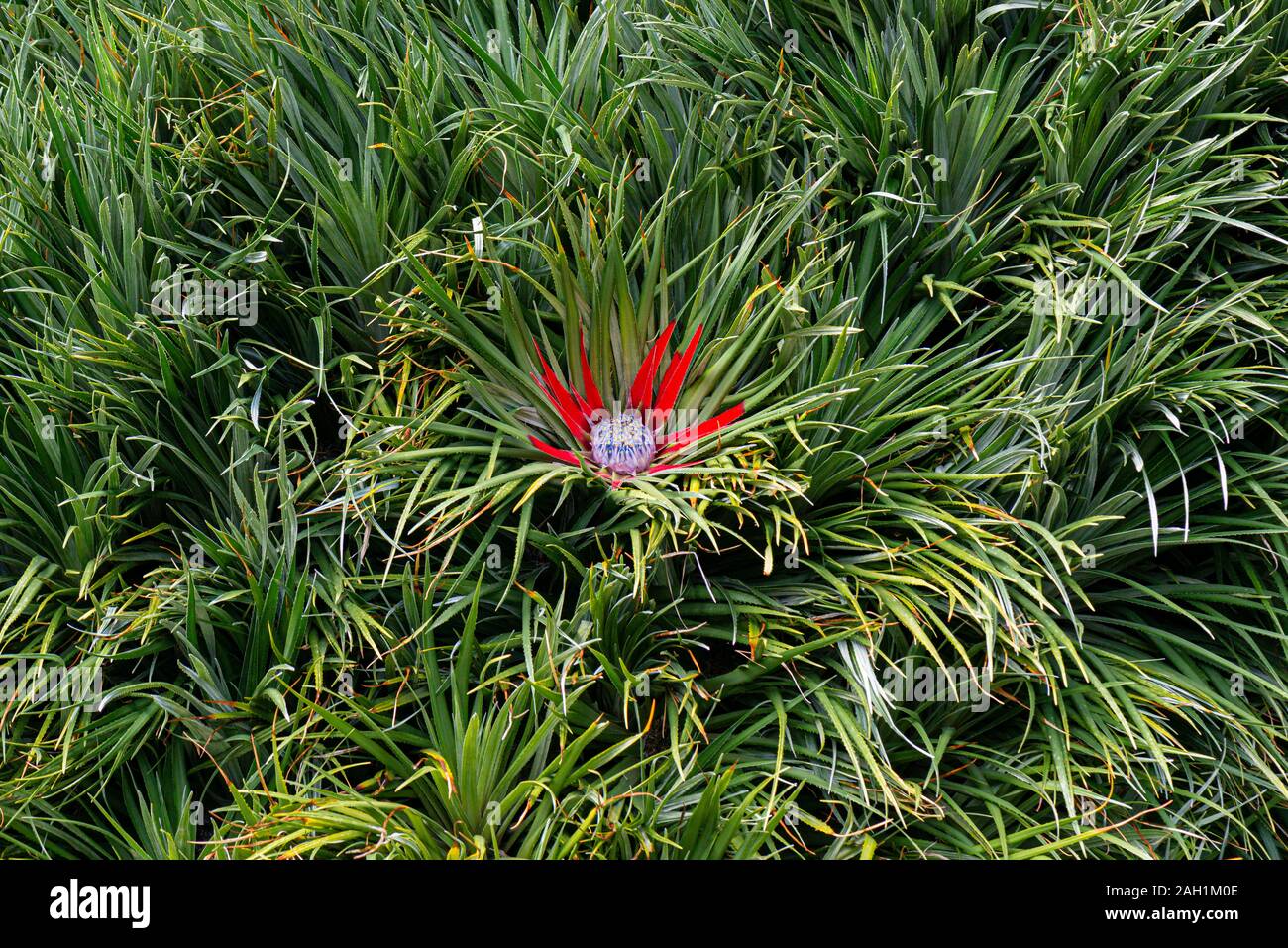 A crimson bromeliad (Fascicularia bicolor) Stock Photo