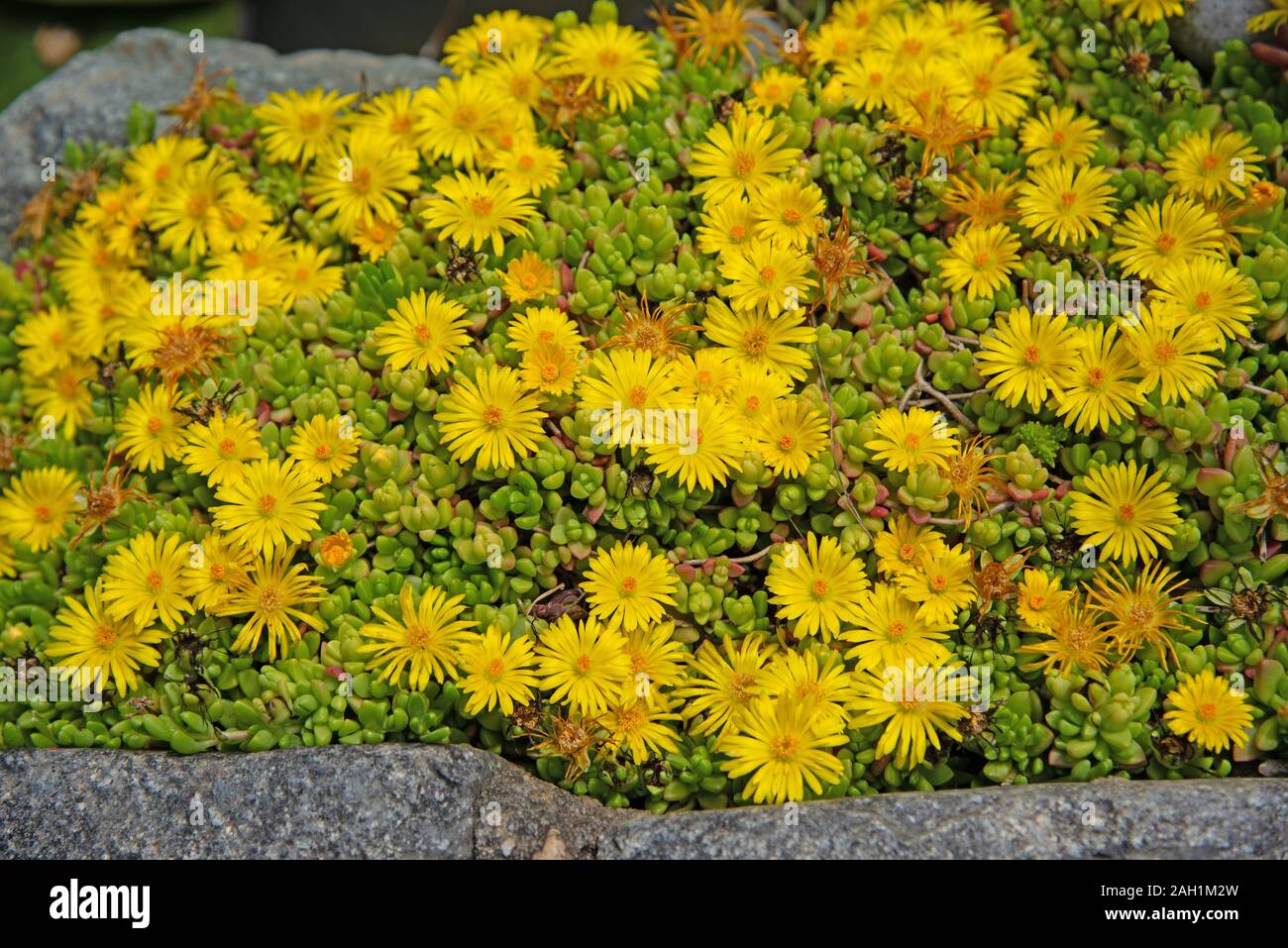 Yellow flowers of delosperma nubigenum in spring Stock Photo