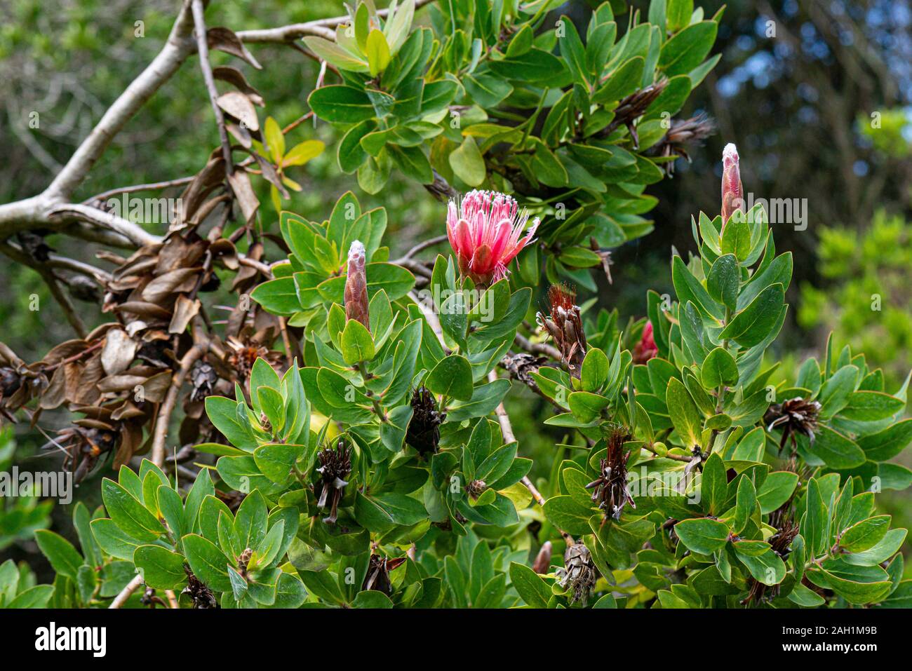 A common sugarbush (Protea repens) Stock Photo
