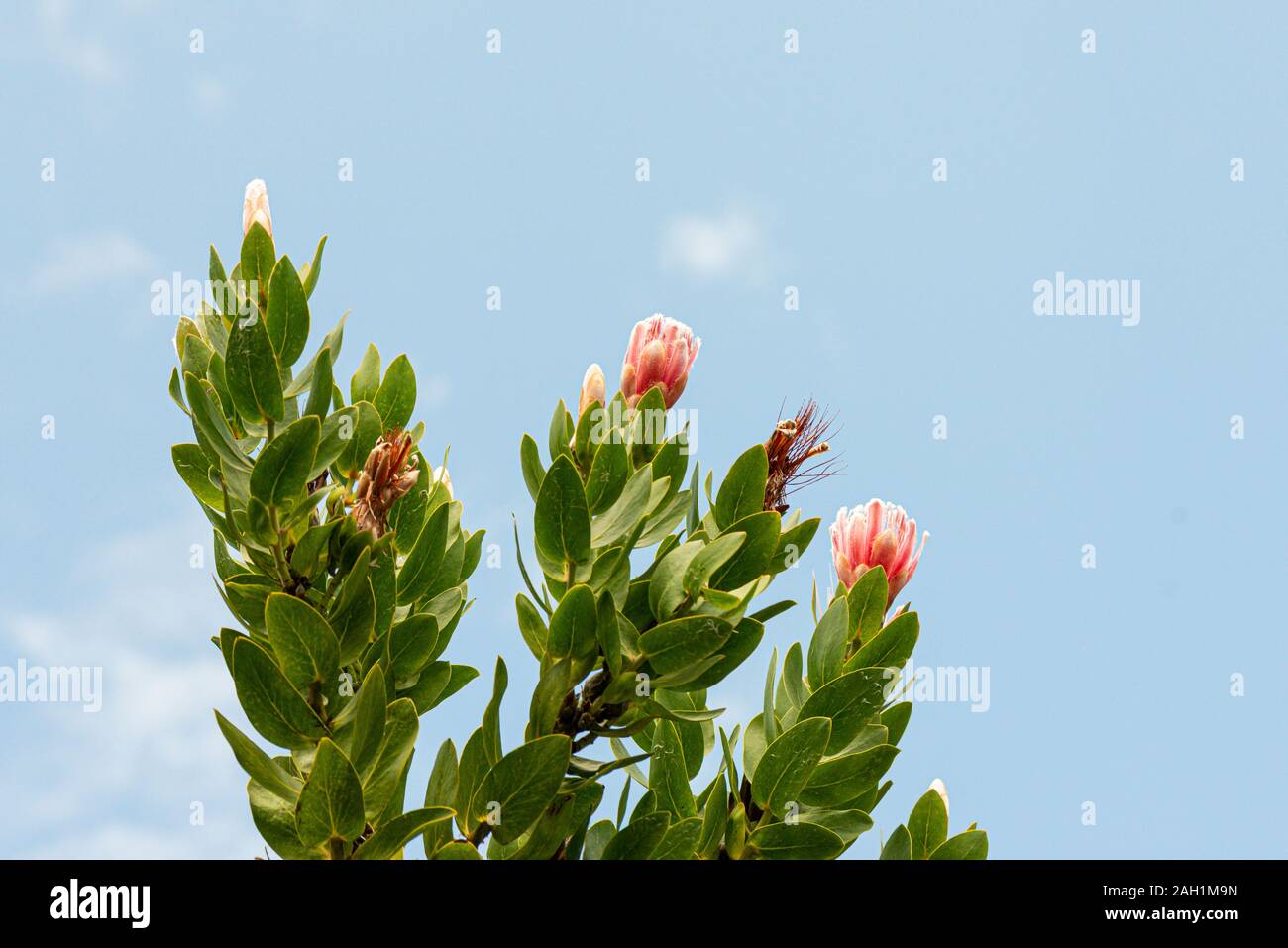 A common sugarbush (Protea repens Stock Photo Alamy