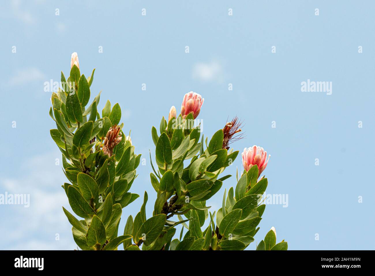 A common sugarbush (Protea repens) Stock Photo