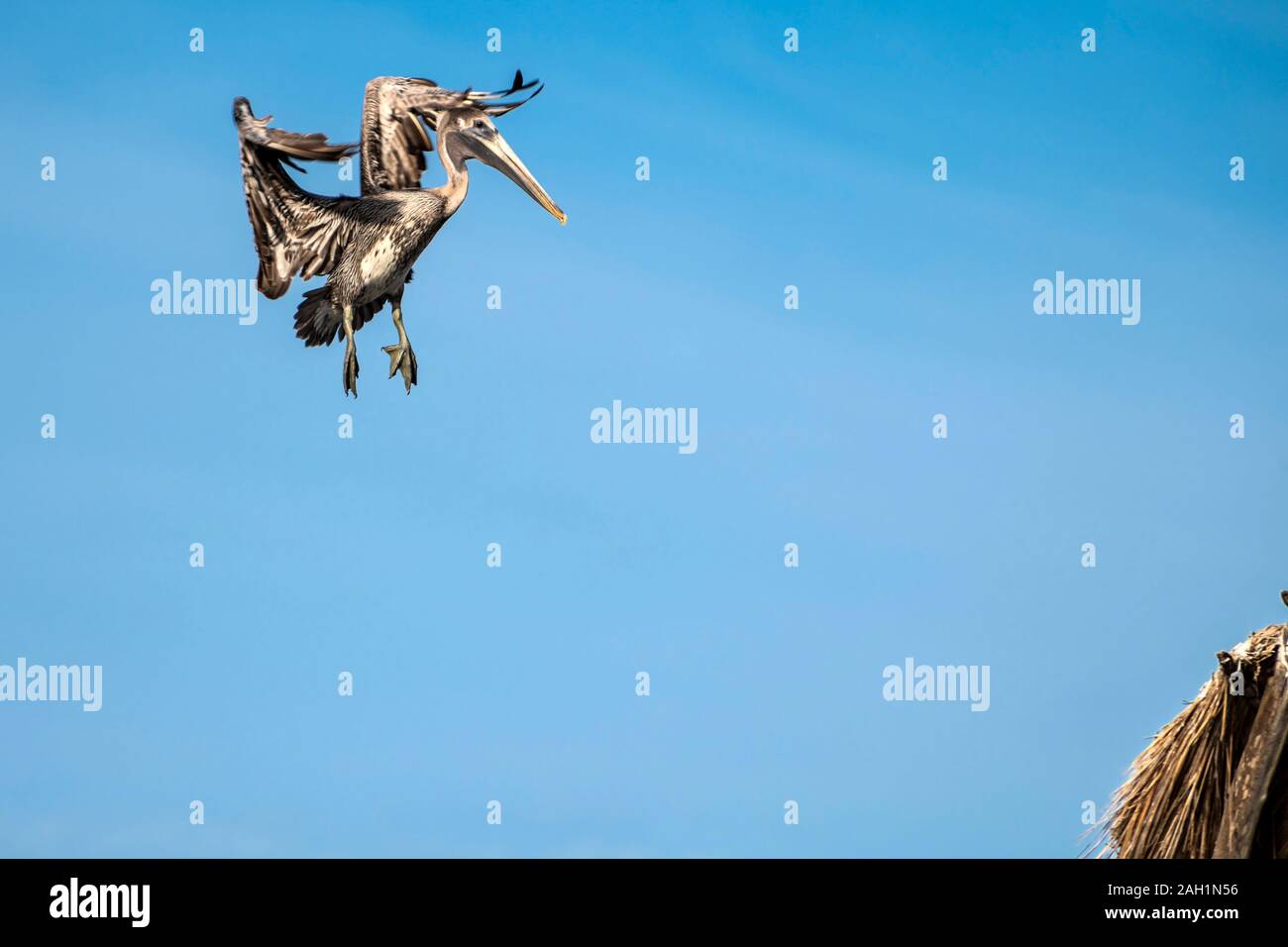 Pelican landing on the roof of a hut Stock Photo