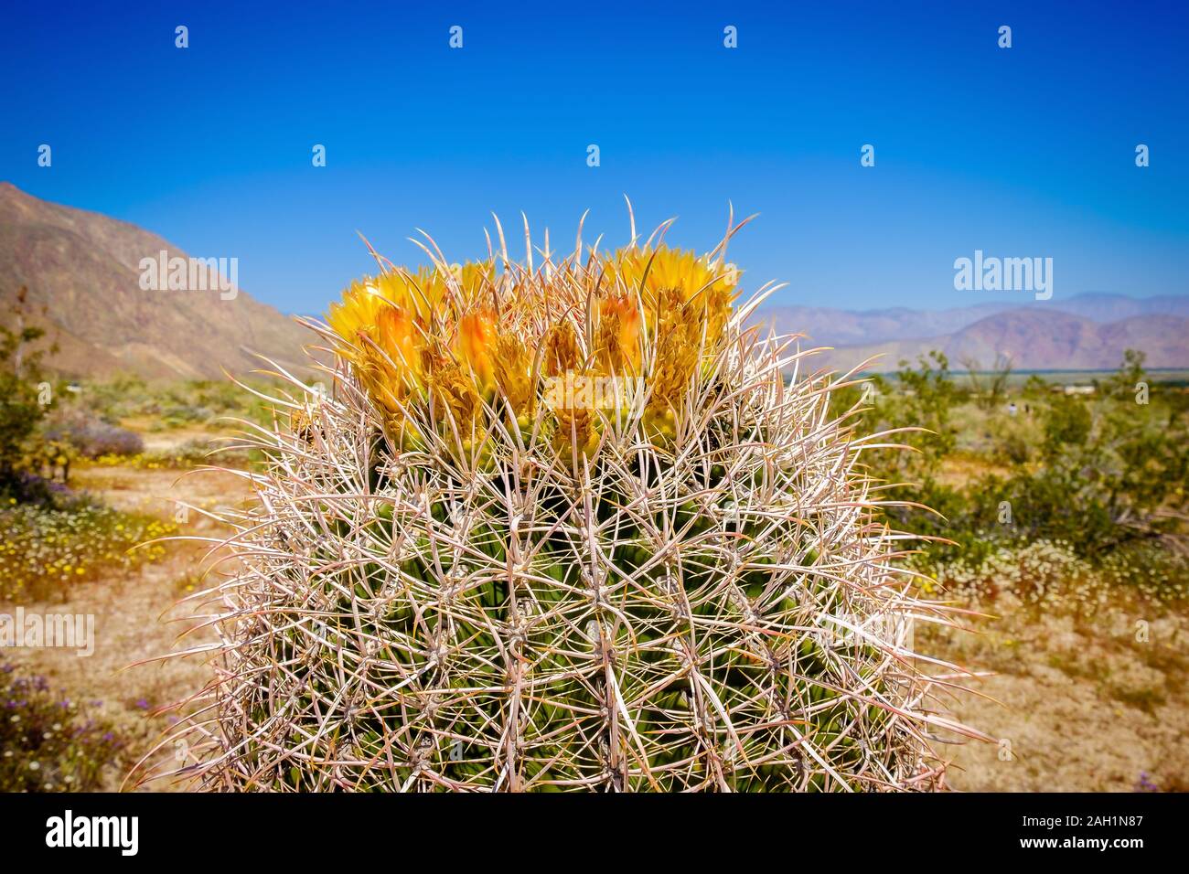 Close up on a single Barrel Cactus in bloom at springtime in the Anza-Borrego Desert State Park Stock Photo