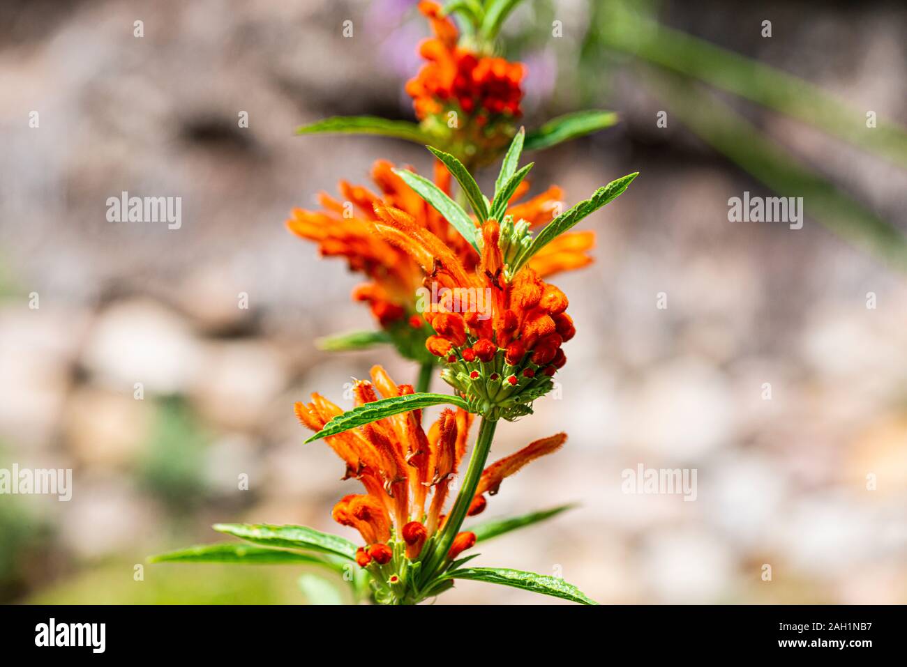 The flowers of a lion's tail (Leonotis leonurus) Stock Photo