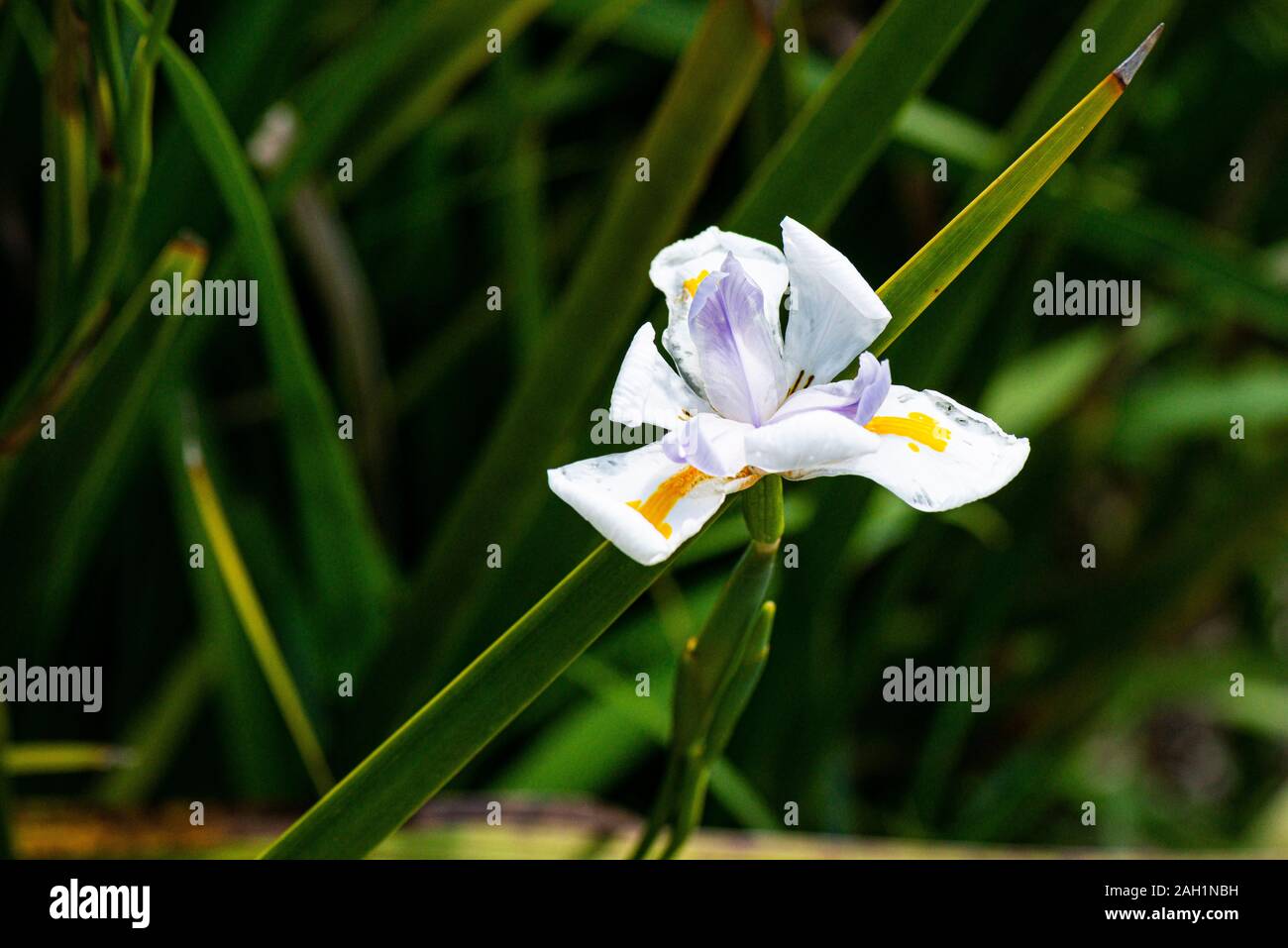 ES 76 DIETES grandiflora Fairy Iris Seeds