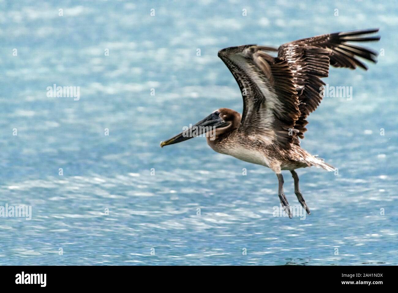 Pelican flying low above water surface Stock Photo