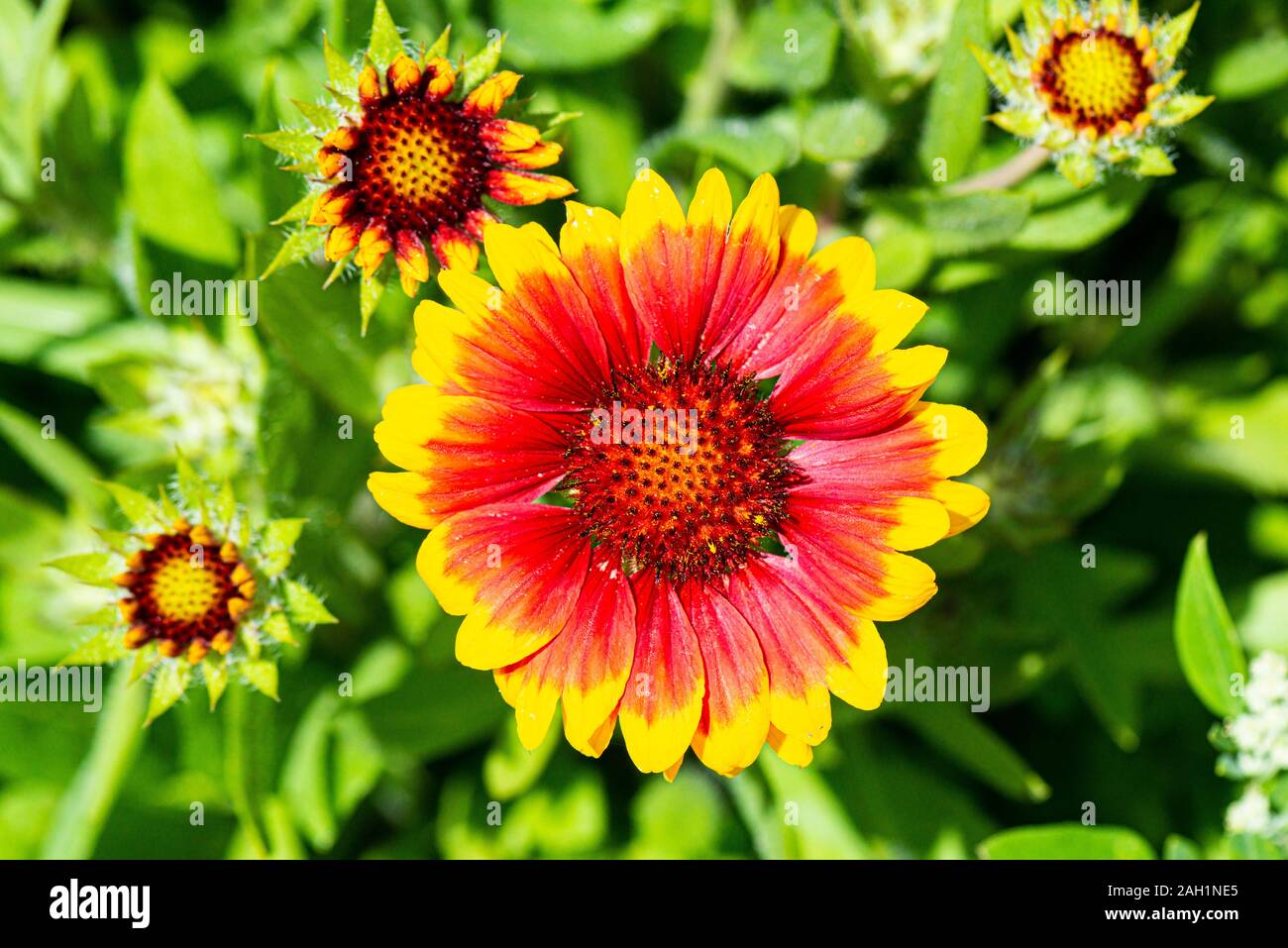 A blanket flower (Gaillardia) Stock Photo