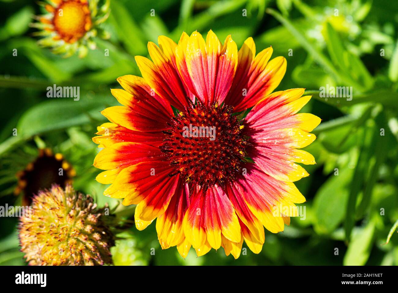 A blanket flower (Gaillardia) Stock Photo