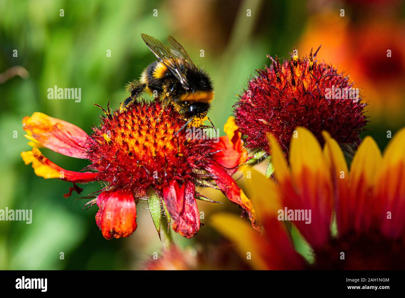 A bumble bee (Bombus) on a blanket flower (Gaillardia) Stock Photo