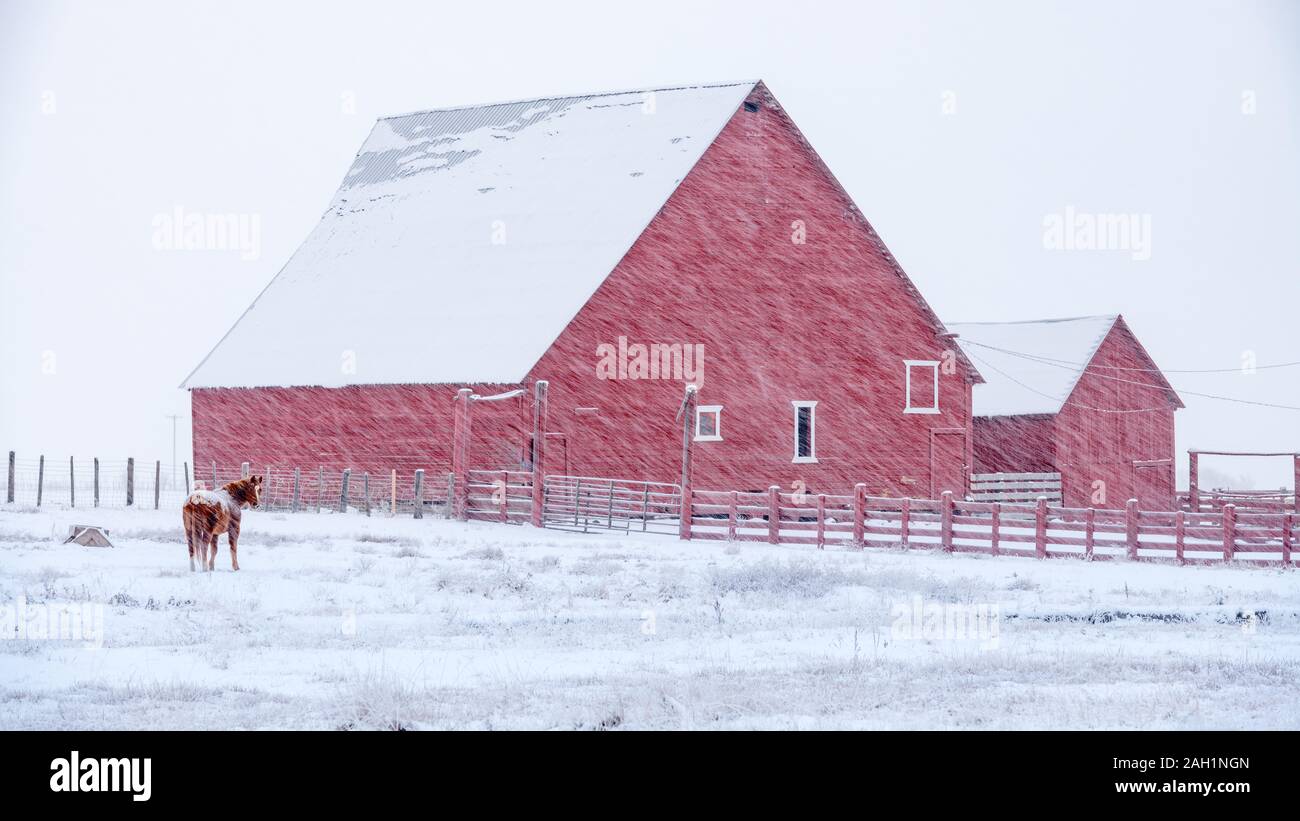 Idaho farm with a red barn and fence and a horse with snow on the ground Stock Photo Alamy