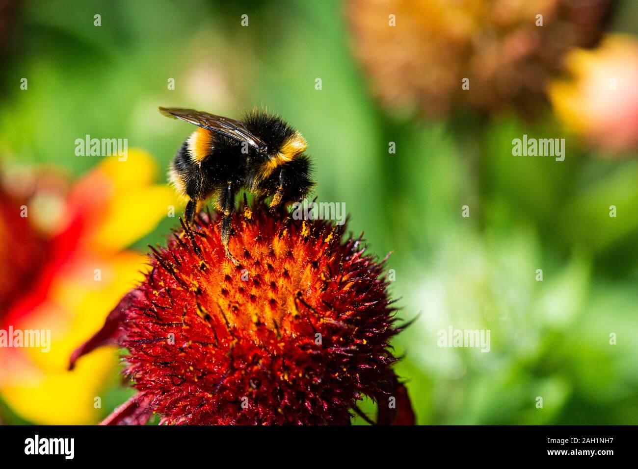 A bumble bee (Bombus) on a blanket flower (Gaillardia) Stock Photo