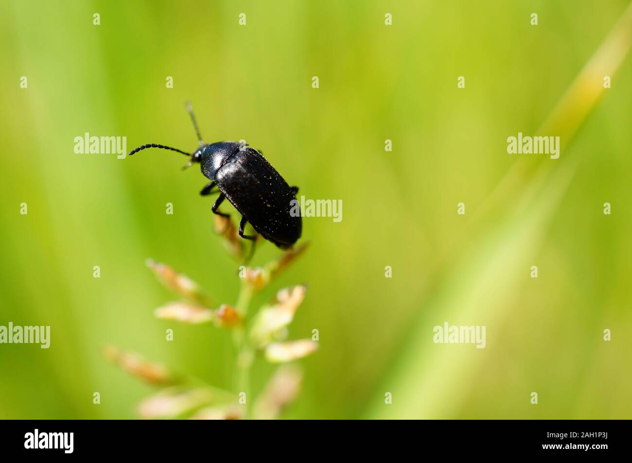 Insects and wildflowers hi-res stock photography and images - Alamy