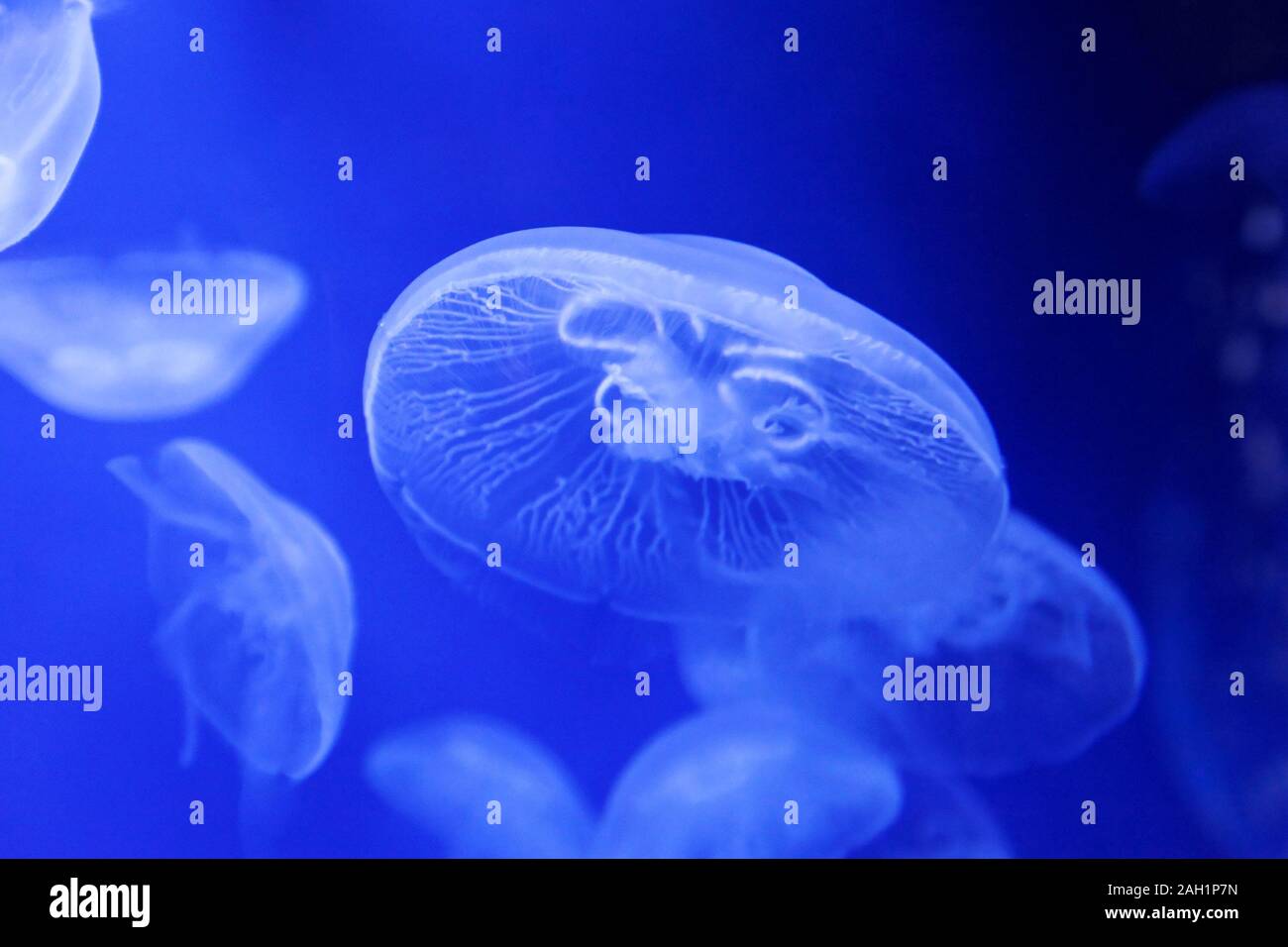 Moon Jelly Fish Aurelia Aurita Medusae in Blue Water Stock Photo