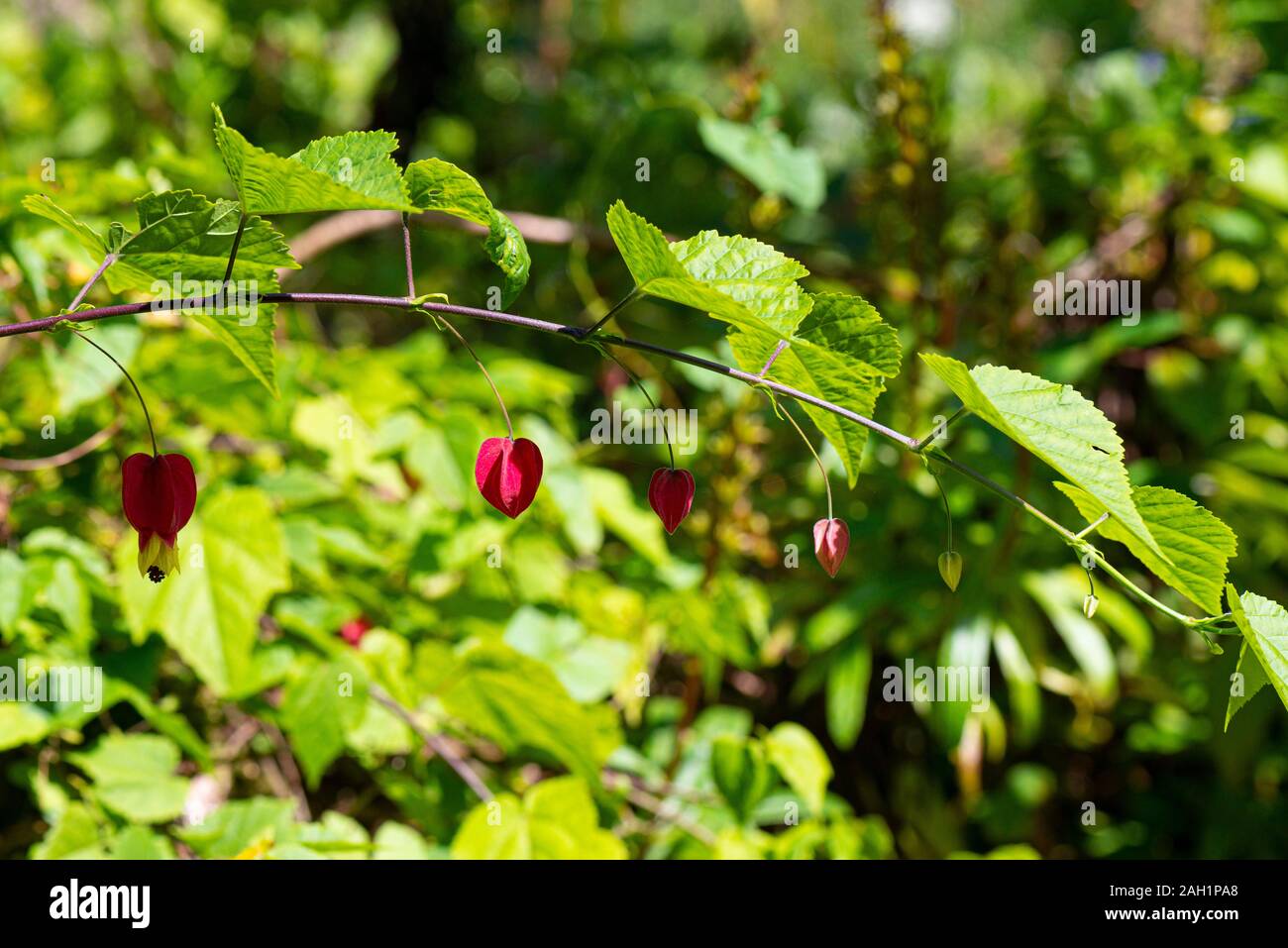 The flowers of a trailing abutilon (Abutilon megapotamicum) Stock Photo