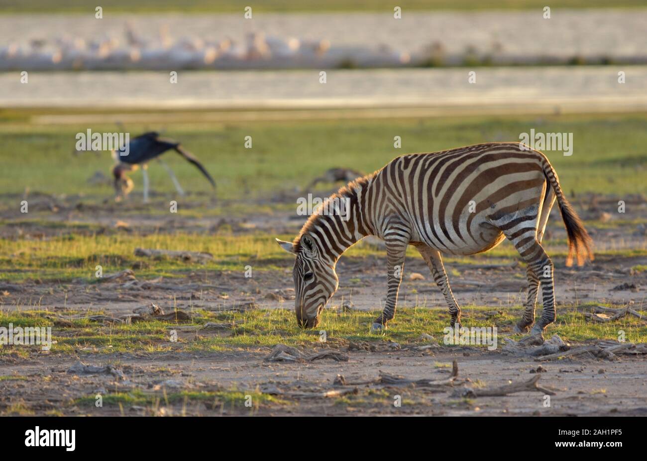 A single pregnant zebra feeding at day's end.  Amboseli National Park, Kenya. (Equus burchelli) Stock Photo