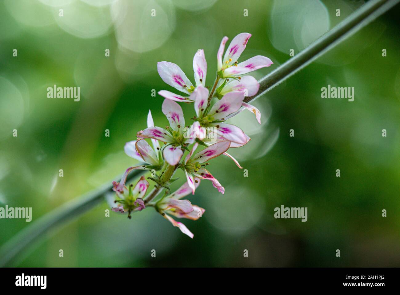 Close up of flowers of wedding flower (Francoa sonchifolia) Stock Photo