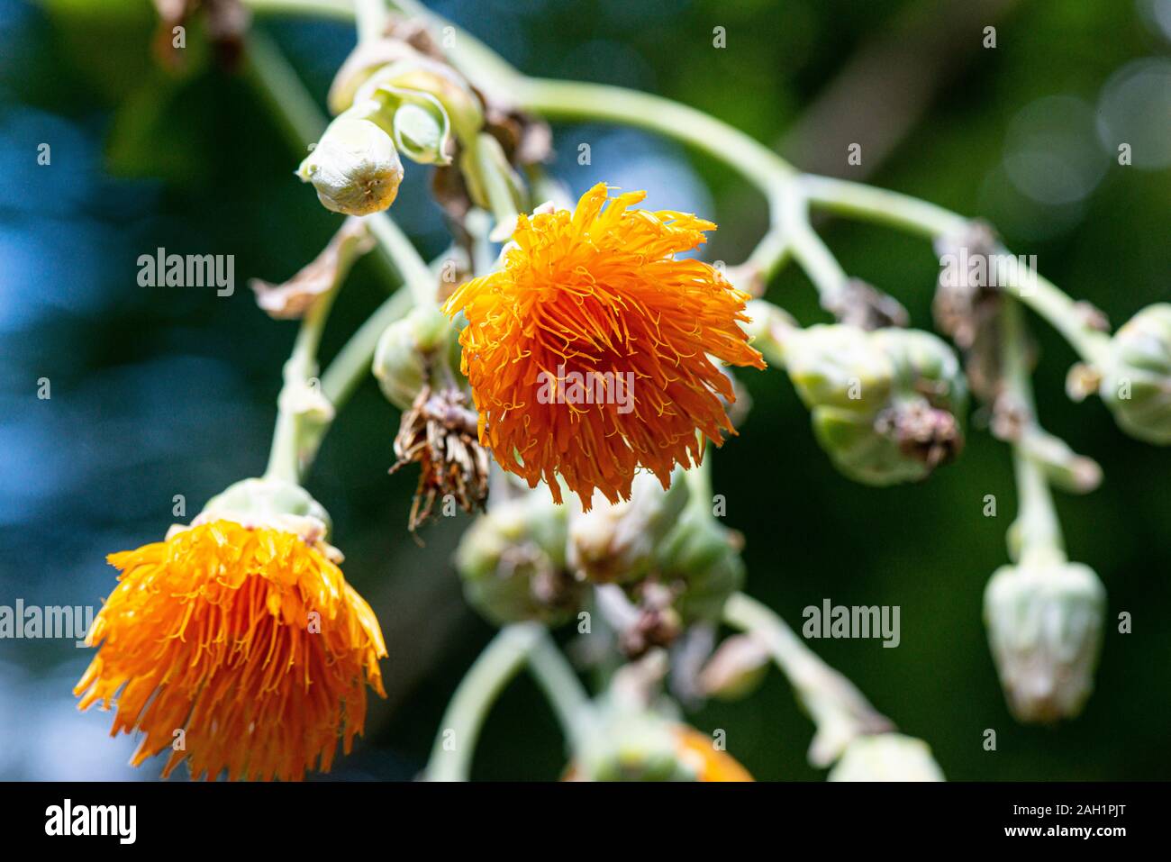 The flowers of a cabbage tree (Dendroseris litoralis) Stock Photo
