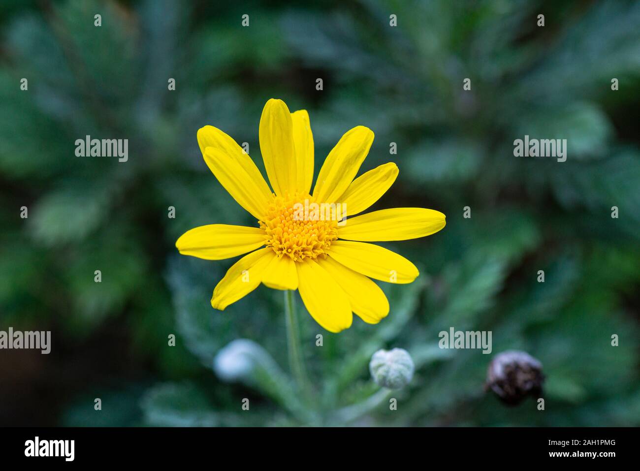 Daisy like composite flowers hires stock photography and images Alamy