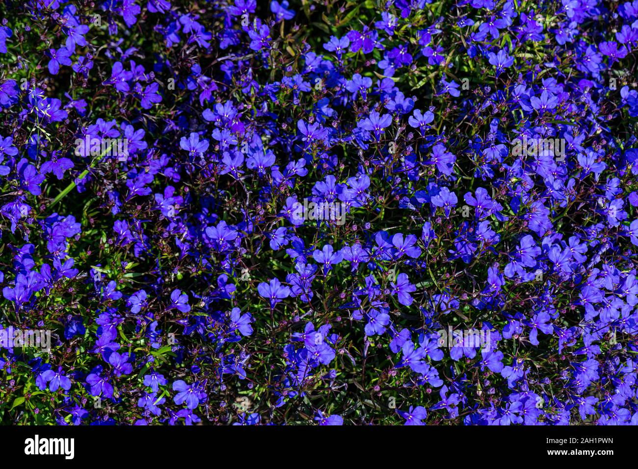 A mass of purple flowers of a trailing lobelia (Lobelia erinus) Stock Photo
