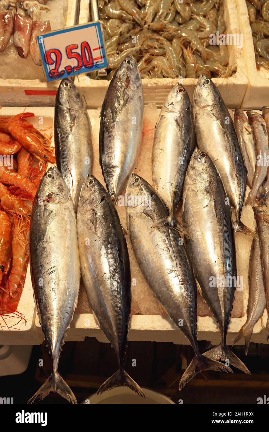 Small Tuna Fish Atlatic Bonito Sarda variety Stock Photo