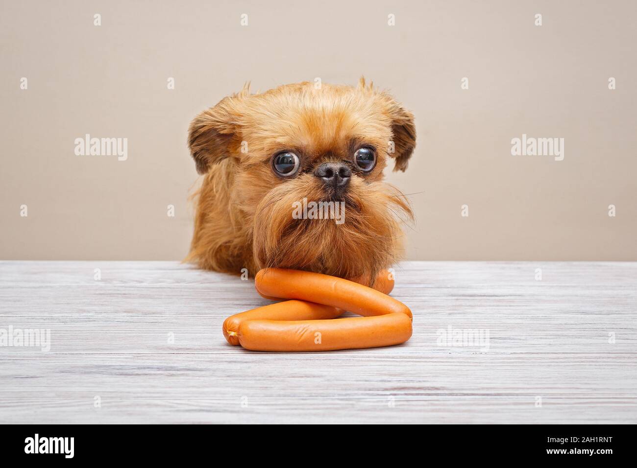 Brussels Griffon puppy and sausages on the table Stock Photo