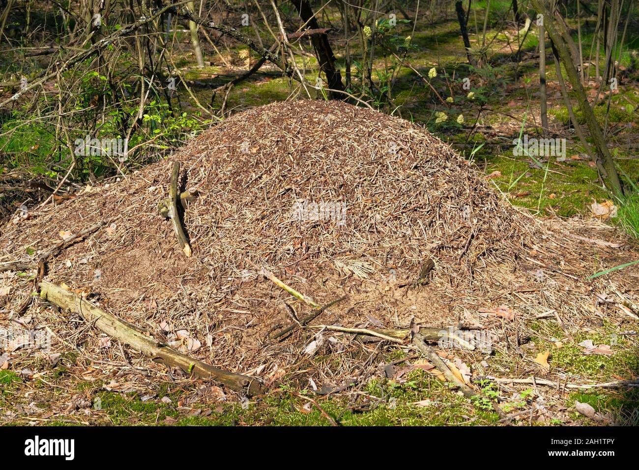 Anthill in summer forest scene. Big anthill with colony of ants in summer forest. Nature Wildlife, close-up. Stock Photo