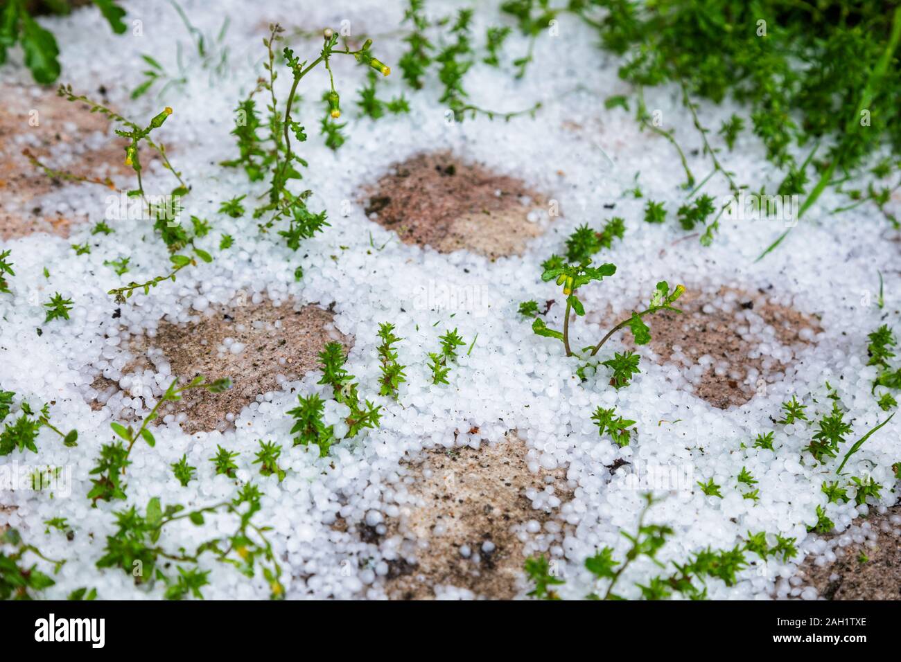 Accumulation of ice pellets or graupel on cobblestone pavement at spring natural disaster concept Stock Photo