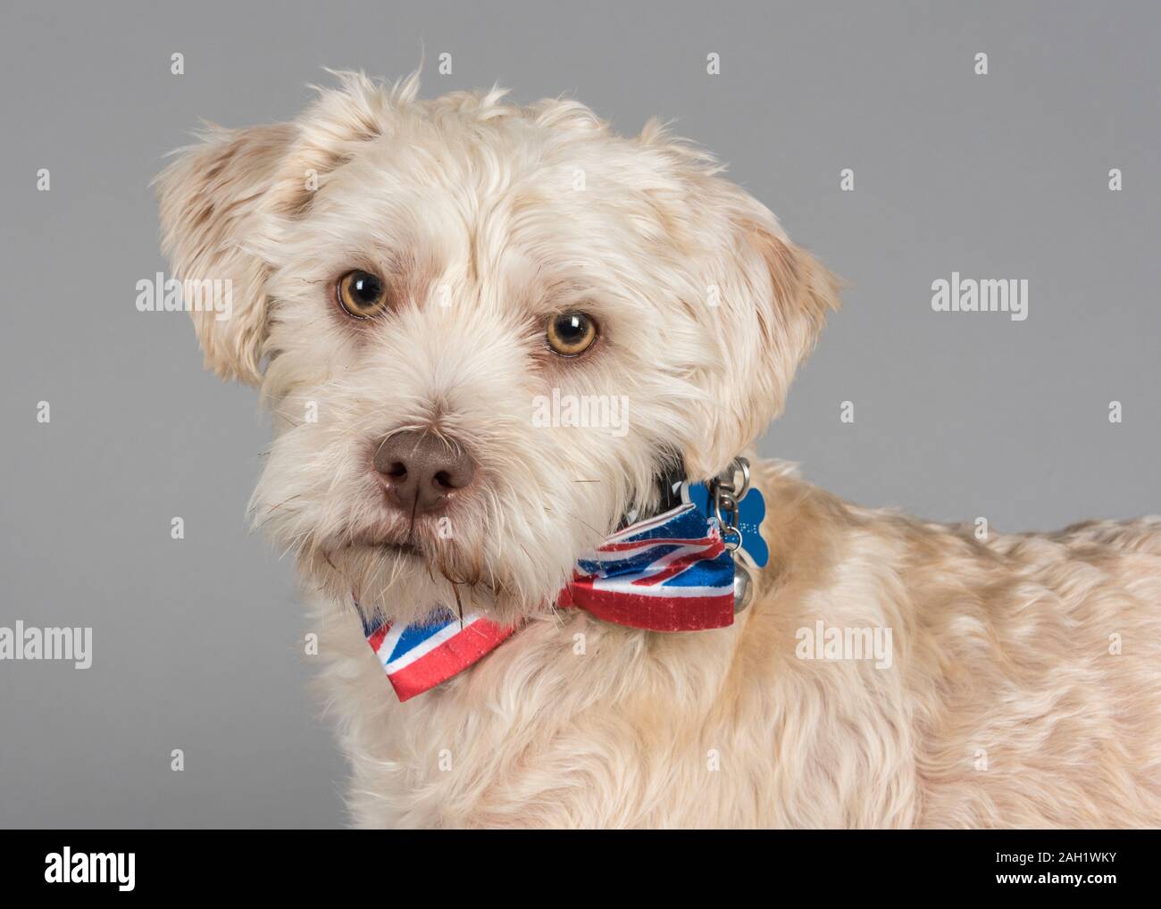 Small cute crossbreed dogs wearing bandanas, UK Stock Photo Alamy