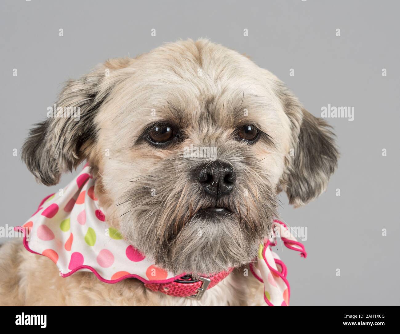 Small cute crossbreed dogs wearing bandanas, UK Stock Photo Alamy