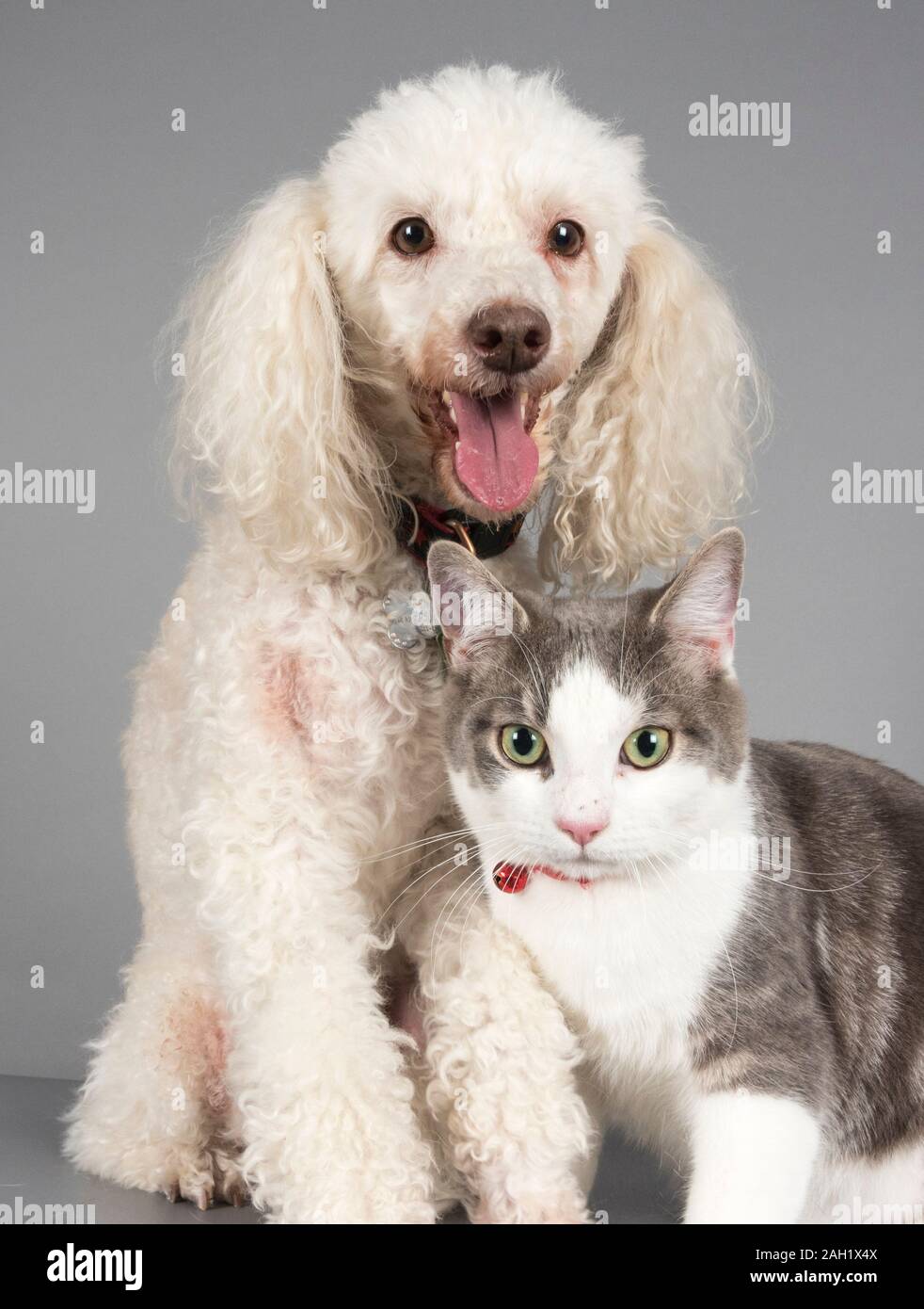 Cat and Dog friends, UK. Stock Photo
