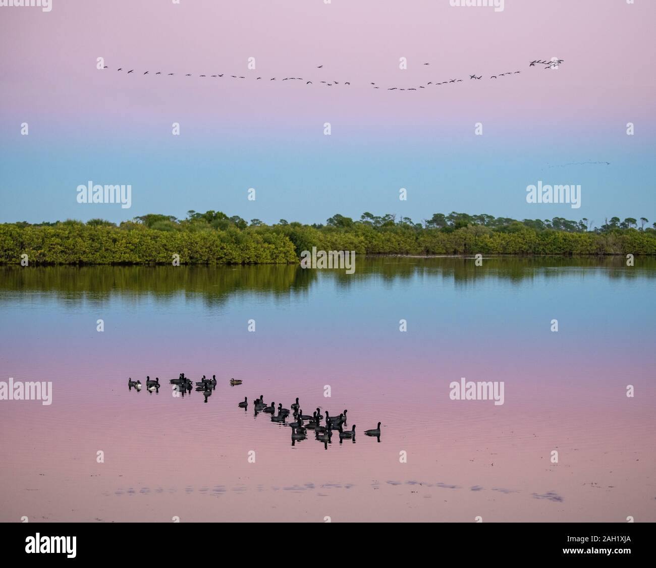 Floating Coots and flying Ibis birds at dusk, Merritt Island National Wildlife Refuge Stock Photo