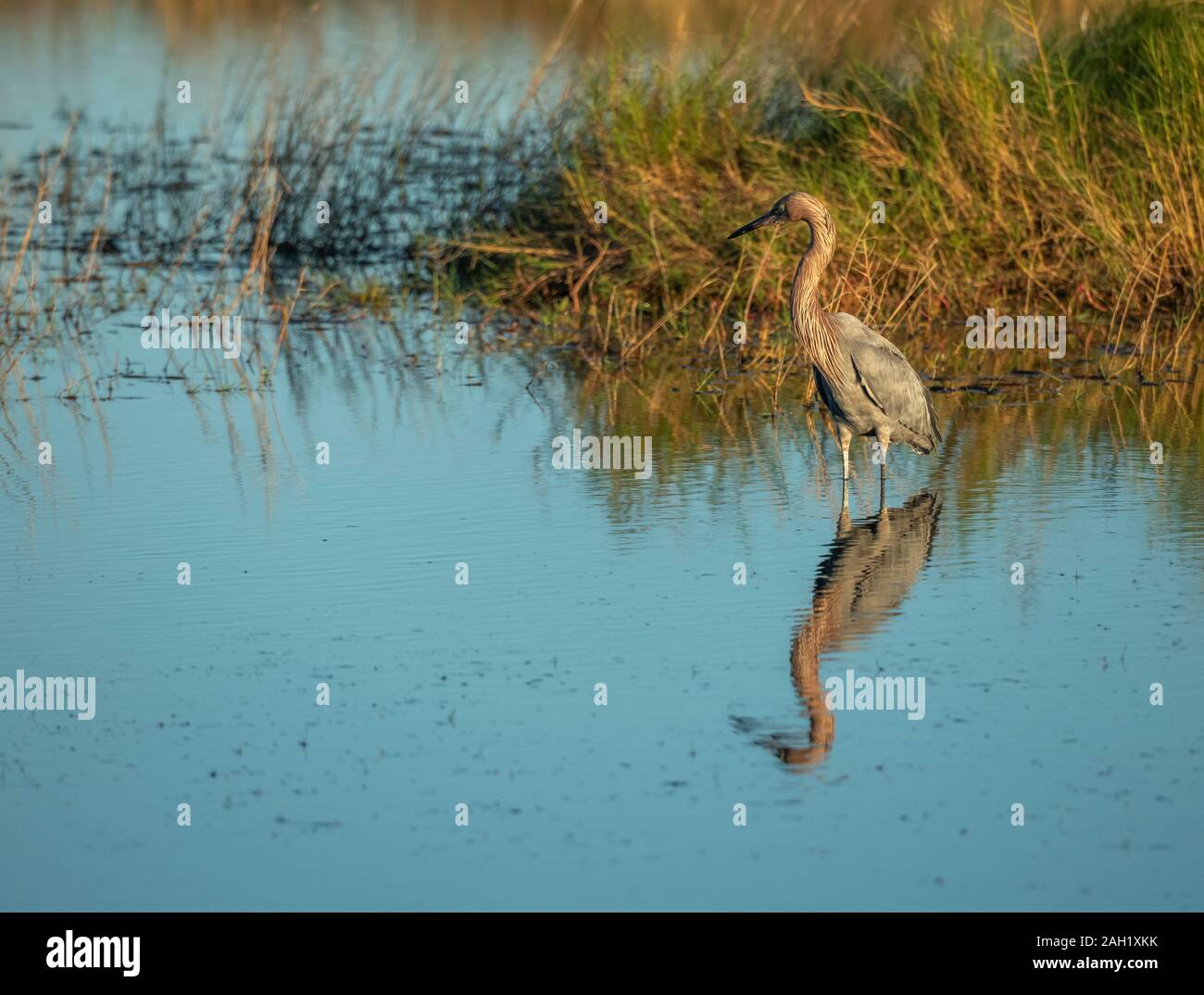 Reddish Egret fishing salt marsh flats at Merritt Island National Wildlife Refuge, Florida USA Stock Photo
