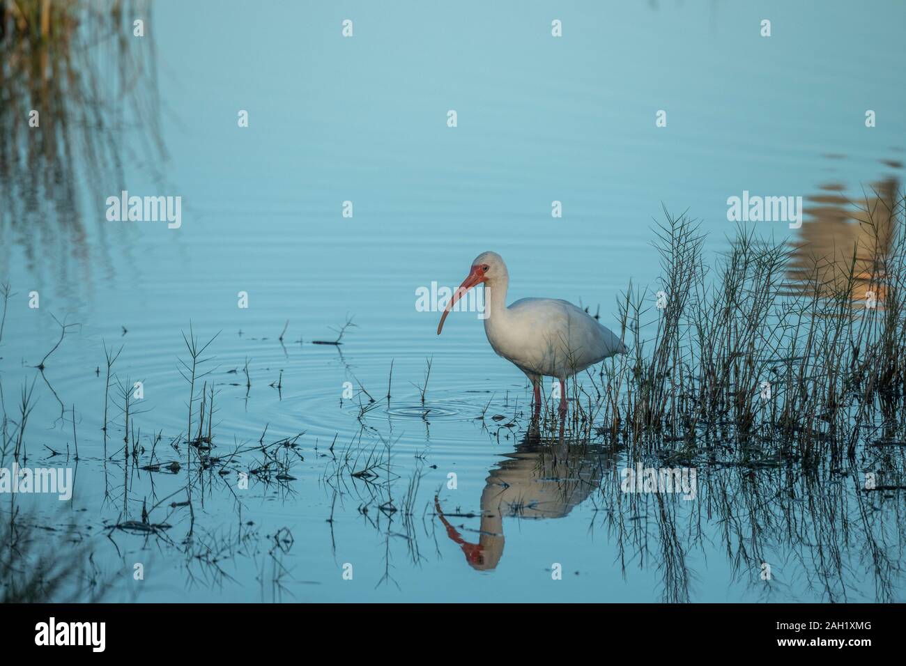 White Ibis and blue water at Merritt Island National Wildlife Refuge, Florida USA Stock Photo
