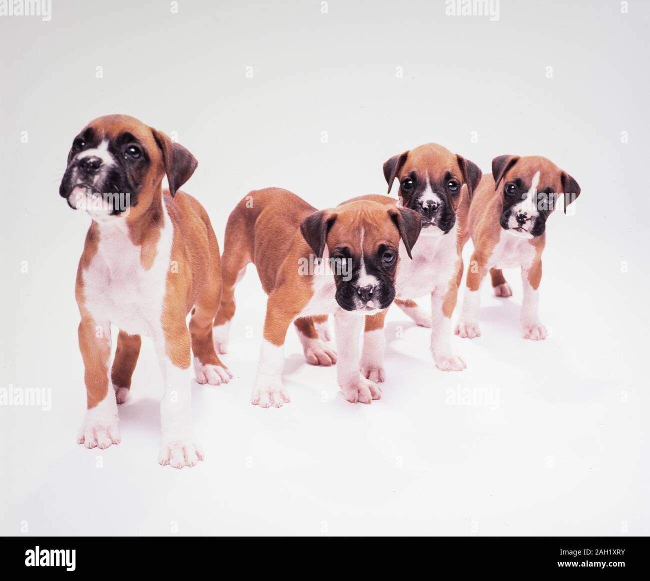 Boxer dog puppies on white backdrop Stock Photo