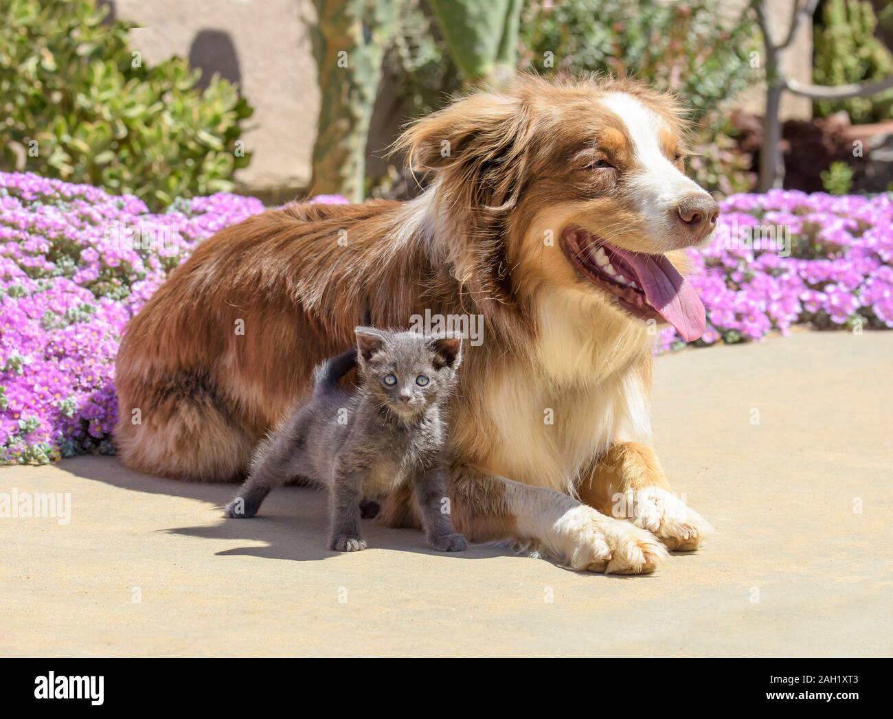 Australian Sheppard mix dog with small kitten Stock Photo