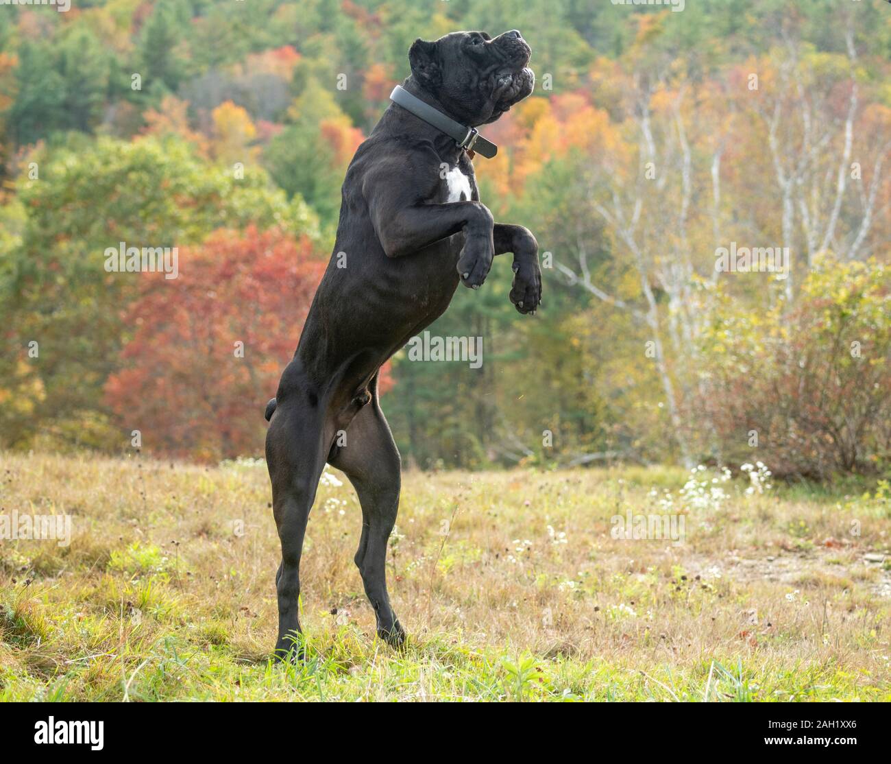 black cane corso yellow eyes