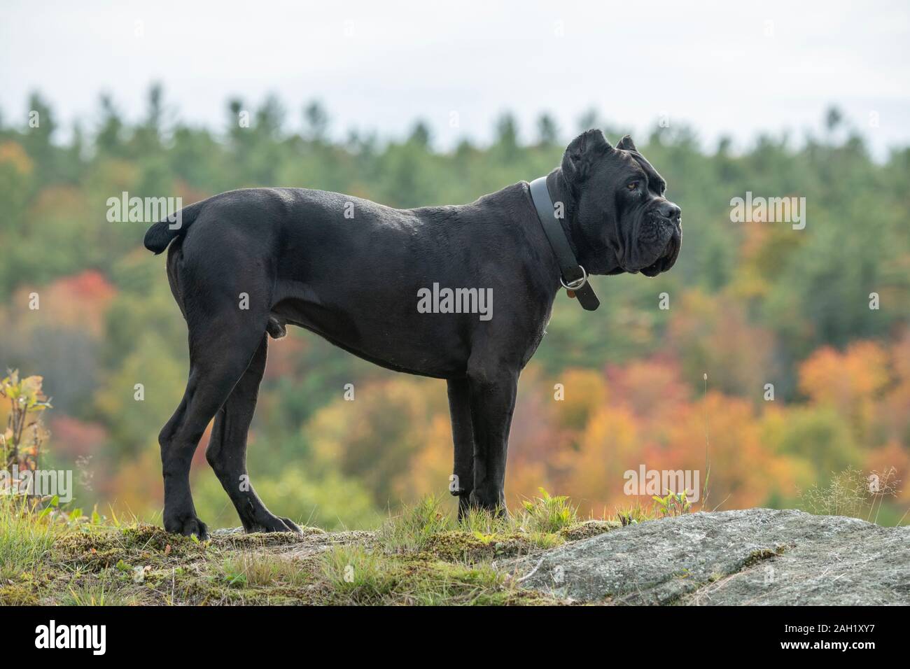 Cane Corso or Italian Mastiff male juvenile dog Stock Photo