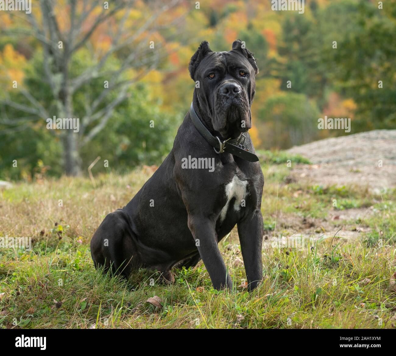 adult male cane corso