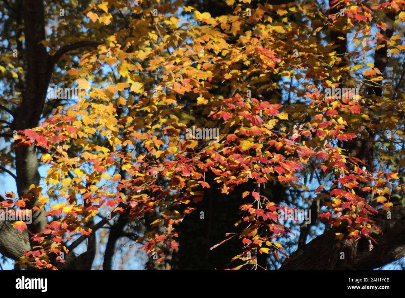 Trees with yellow leaves hi-res stock photography and images - Alamy