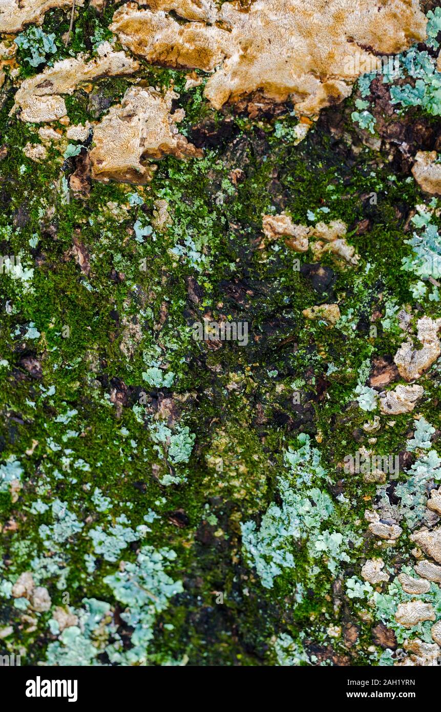 Plant growing tree stump close up hi-res stock photography and images ...
