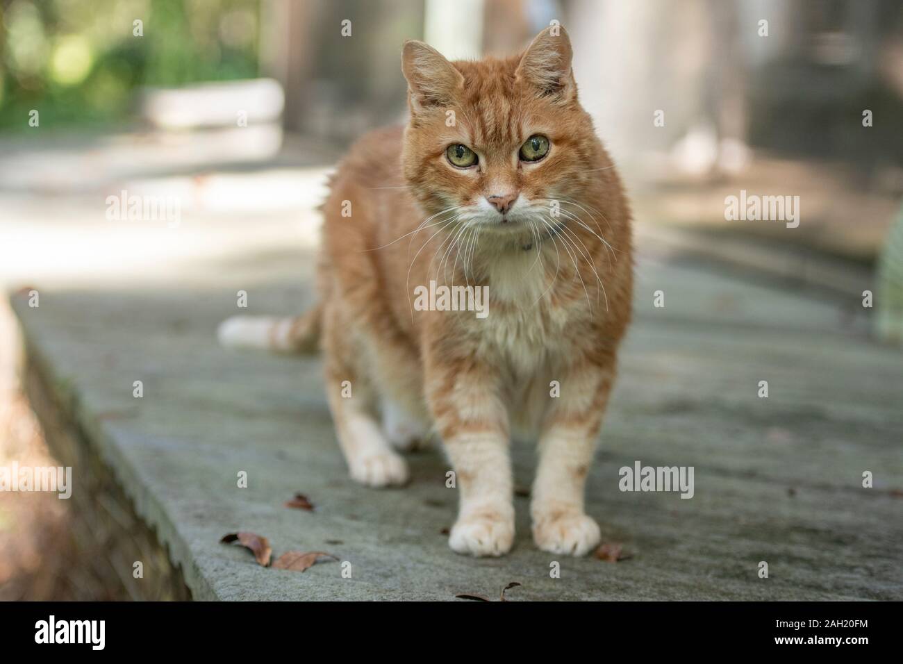 Senior aged orange tabby male cat. Stock Photo