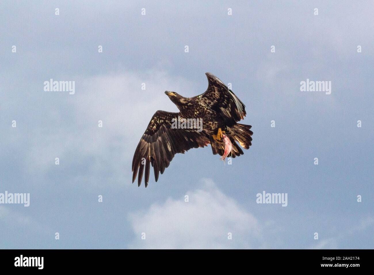 A juvenile bald eagle carrying a fish in its talons. Stock Photo