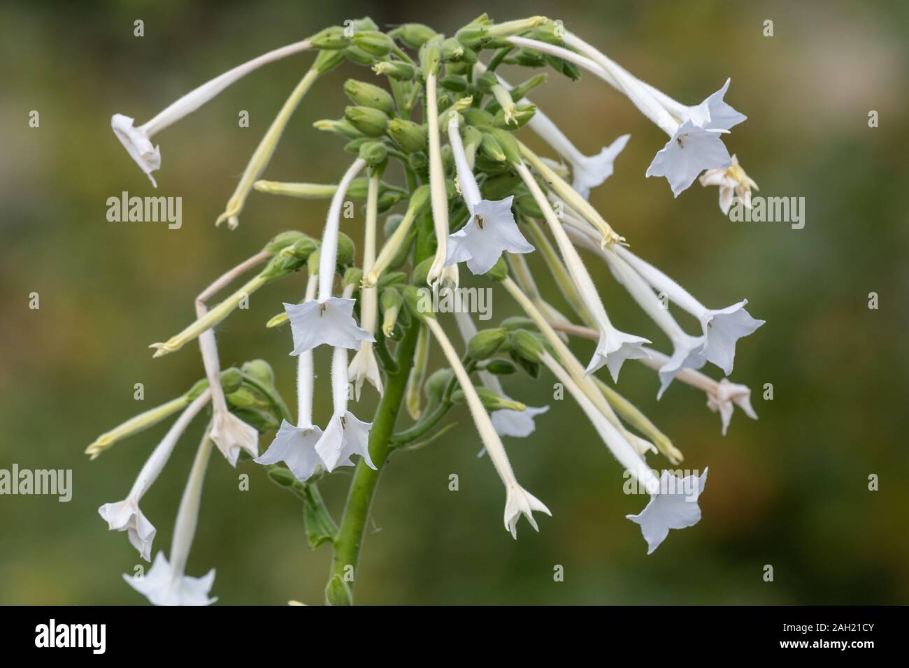 Close up of flowering tobacco (nicotiana sylvestris) in bloom. Stock Photo