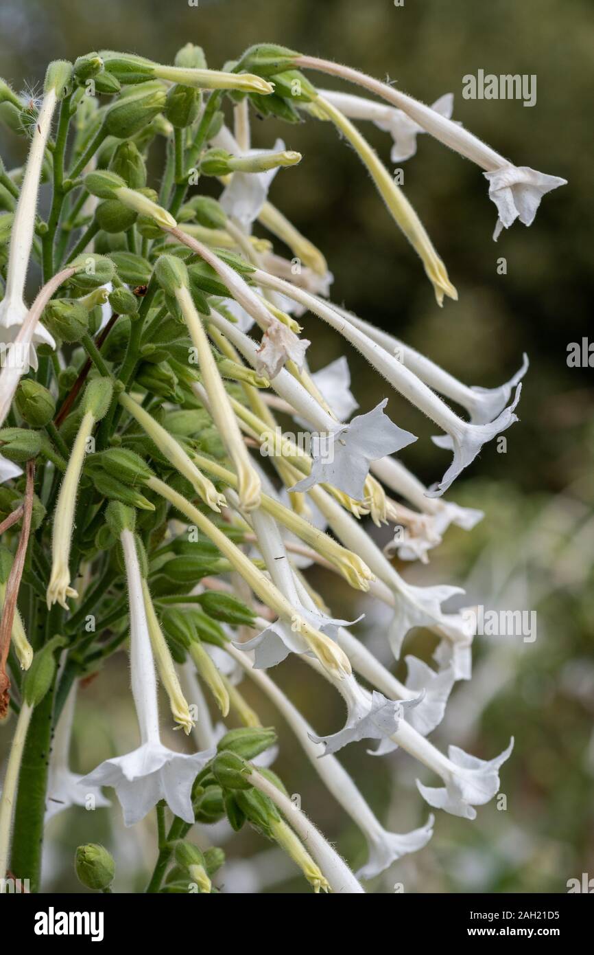 Close up of flowering tobacco (nicotiana sylvestris) in bloom. Stock Photo