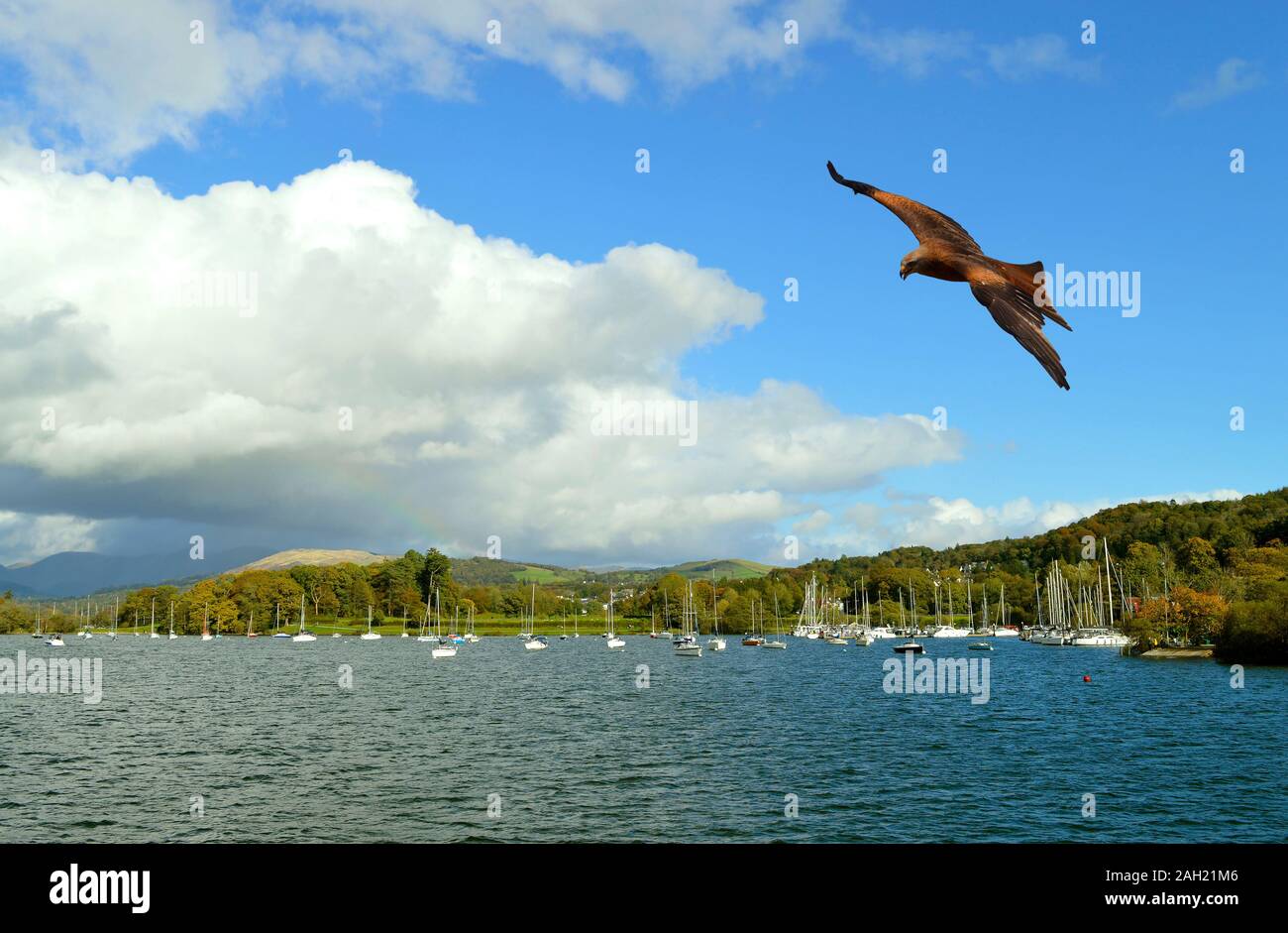 Common buzzard in flight over Lake Windermere the largest natural lake in England  in Cumbria Stock Photo
