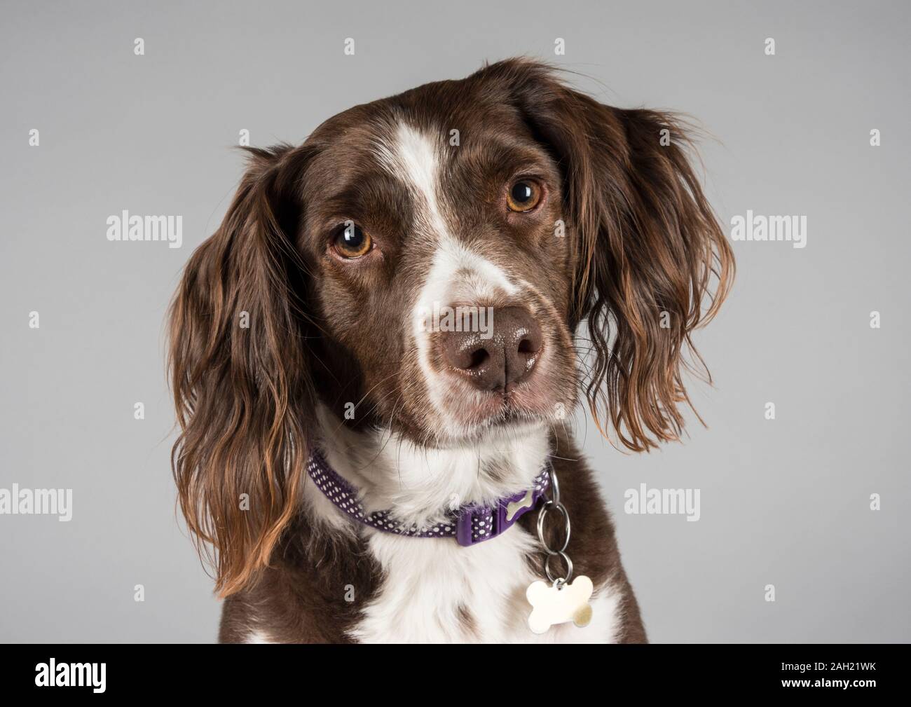 Liver border cheap collie