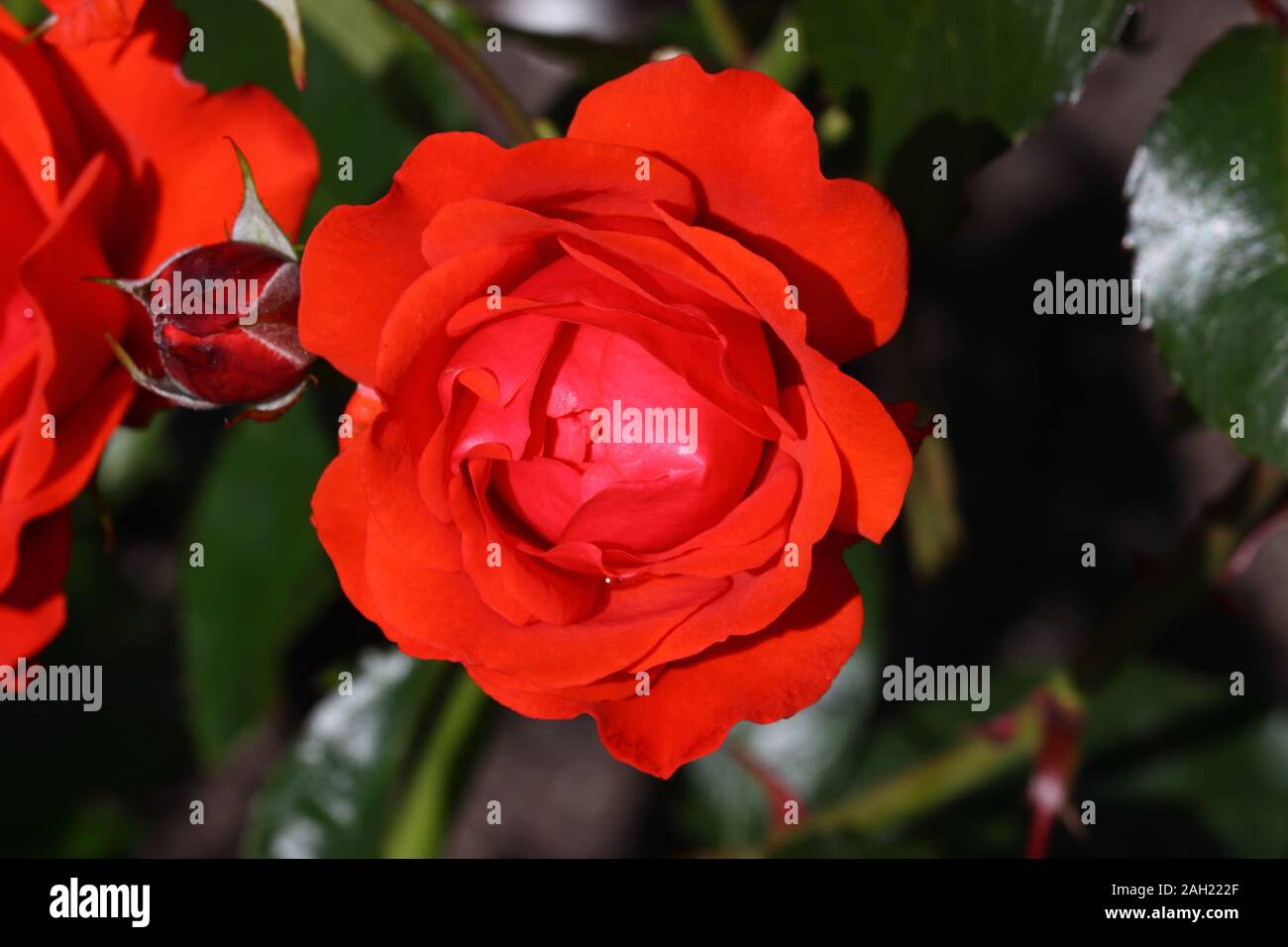 Trumepeter: Orange - scarlet.  Mild fragrance.  35 to 45 petals.  Average diameter 2.75'.  Medium, full (26-40 petals), cluster-flowered rose. Stock Photo
