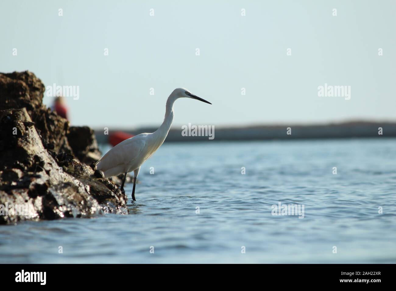 Wild Heron by the water in Ria Formosa, Portugal Stock Photo Alamy